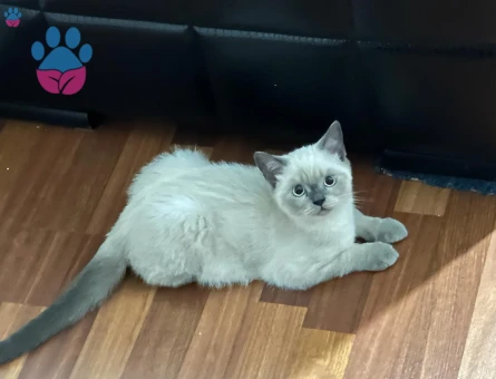 British Bluepoint Erkek