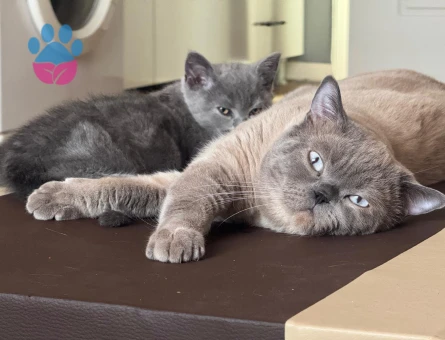 British Bluepoint Erkek