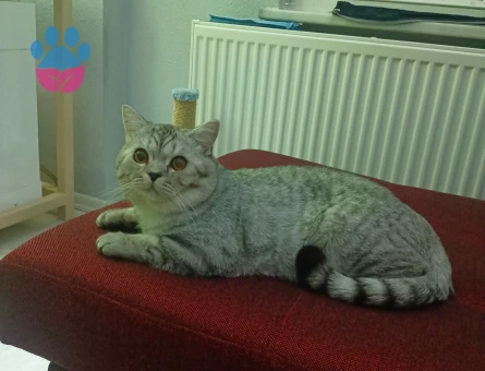 Oscar'a Eş arıyoruz