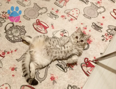 Oscar'a Eş arıyoruz