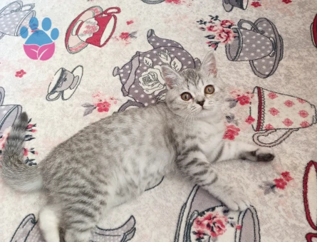 Oscar'a Eş arıyoruz