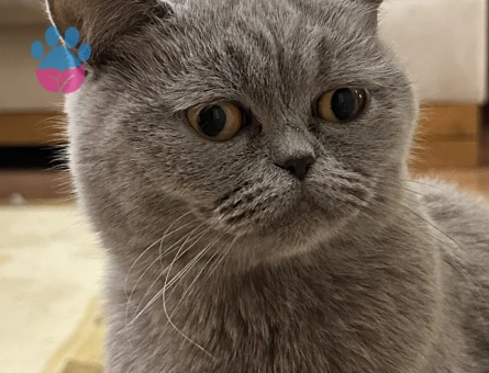 2 yaşında british dişi es arıyorum erkek