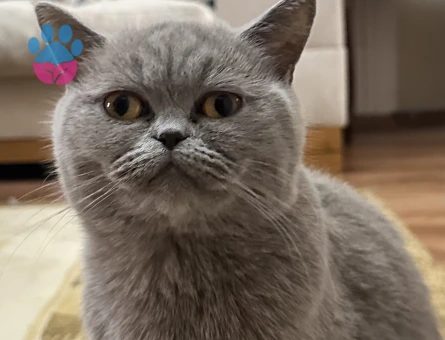 2 yaşında british dişi es arıyorum erkek