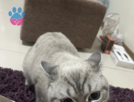 Kedime eş arıyorum