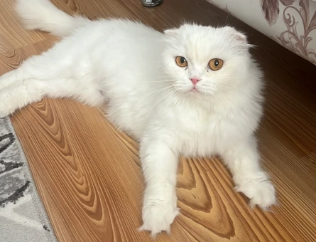 Scottish fold - 118973705