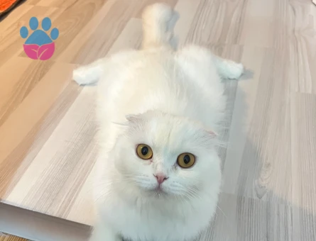 Scottish fold