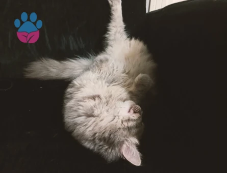 kızımıza damat arıyoruz