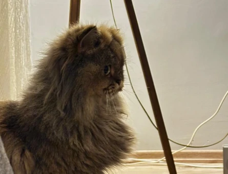Chinchilla - 118973708