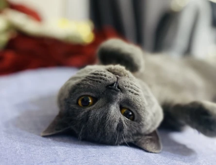 British Shorthair - 118973710