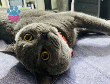British Shorthair