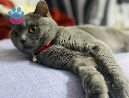 British Shorthair