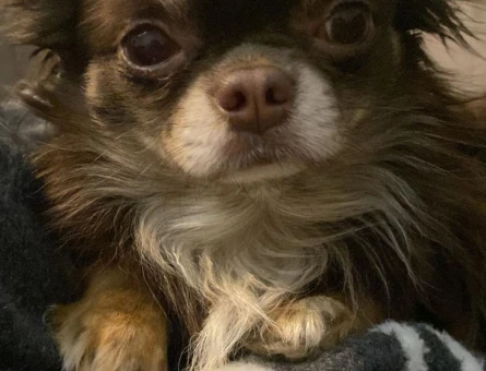 Chihuahua - 118973712
