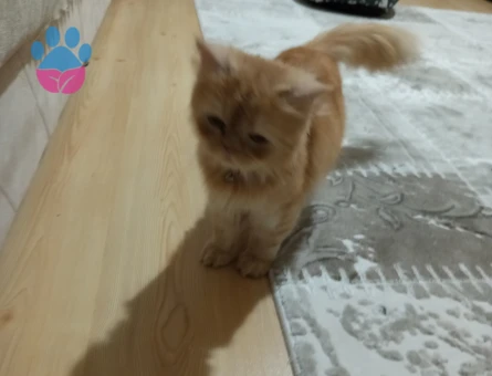 İran Kedisi Kızıma Eş Arıyorum