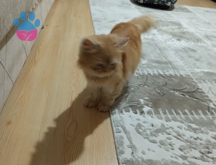 İran Kedisi Kızıma Eş Arıyorum