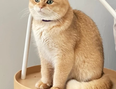 Golden british Shorthair 1 Yaşında Eş Arıyor - 118981442