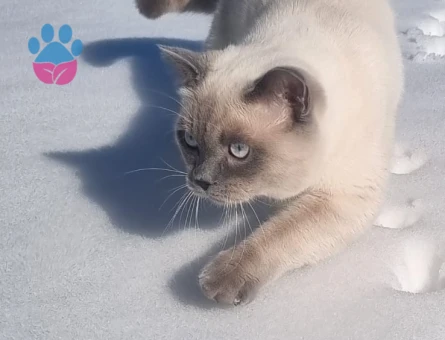 british bluepoint erkeğimize eş arıyoruz