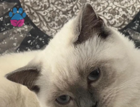 british bluepoint erkeğimize eş arıyoruz