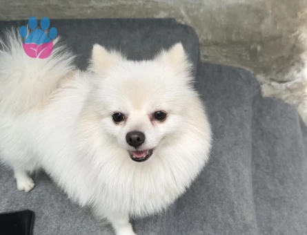 Erkek Poomeranian Boo 3 Yaşında Eş Arıyor