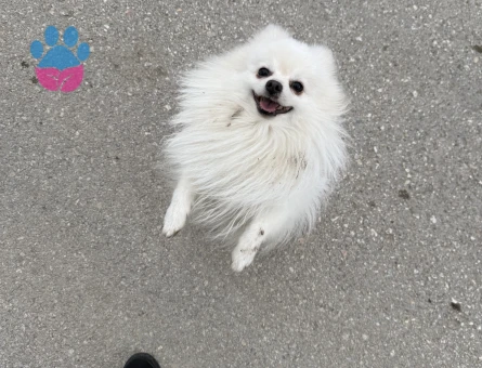 Erkek Poomeranian Boo 3 Yaşında Eş Arıyor