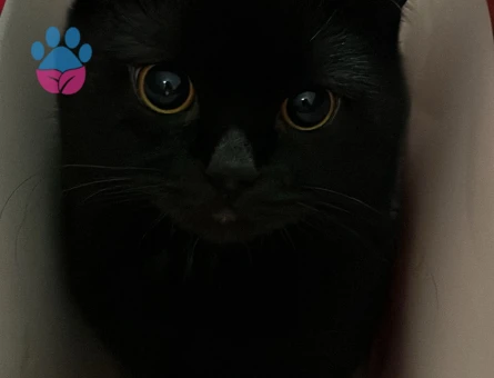 British oğlum Şakir 1 Yaşında Eş Arıyor