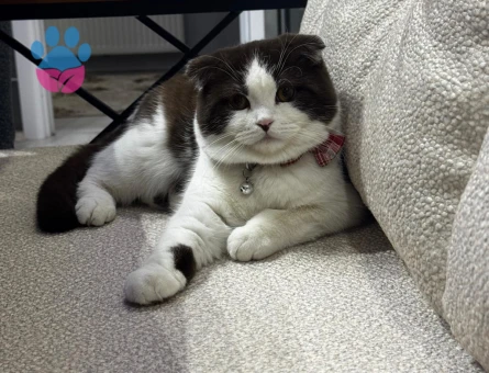 Kedimiz atlasa eş arıyoruz