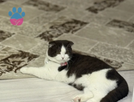 Kedimiz atlasa eş arıyoruz