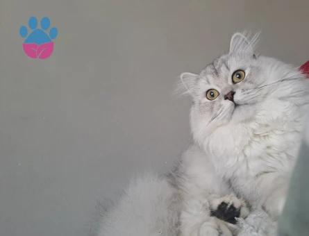 British Longhair Erkek Kedime Eş Arıyorum
