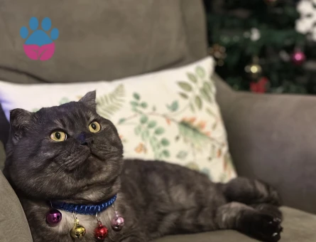 Tokmak kafa aşk istiyor