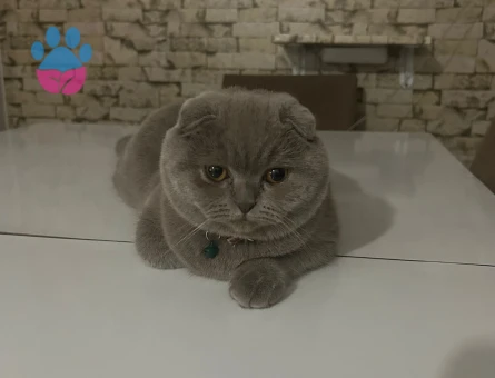 Scotis fold kızıma eş arıyorum