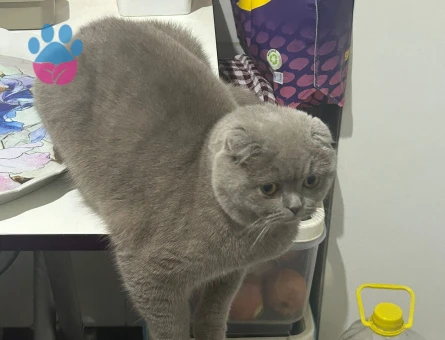 Scotis fold kızıma eş arıyorum