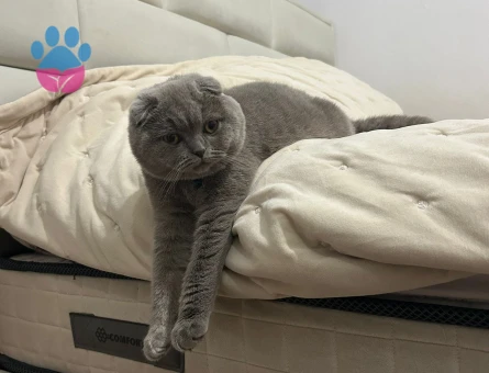 Scotis fold kızıma eş arıyorum