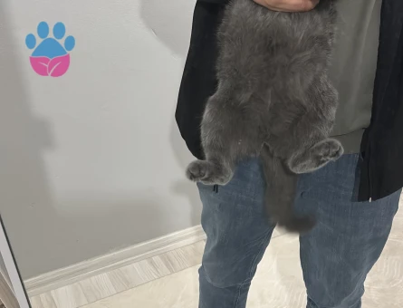 British Shorthair Kedimize eş arıyoruz
