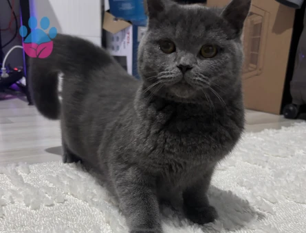 British Shorthair Kedimize eş arıyoruz