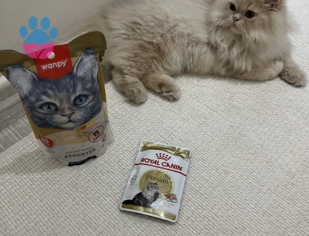 Erkek İran kedisi Oğluma Eş Arıyorum