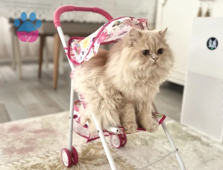 Erkek İran kedisi Oğluma Eş Arıyorum