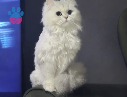 British longhair 3 Yaşında Kedim Eş Arıyor