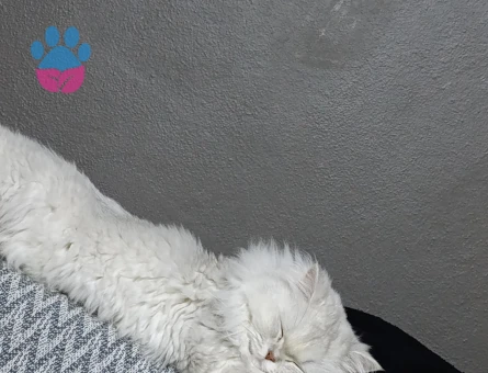 British longhair 3 Yaşında Kedim Eş Arıyor