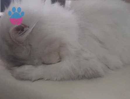 British longhair 3 Yaşında Kedim Eş Arıyor