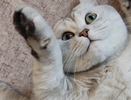 British Shorthair 2 Yaşında Kedim Eş Arıyor - 118974553