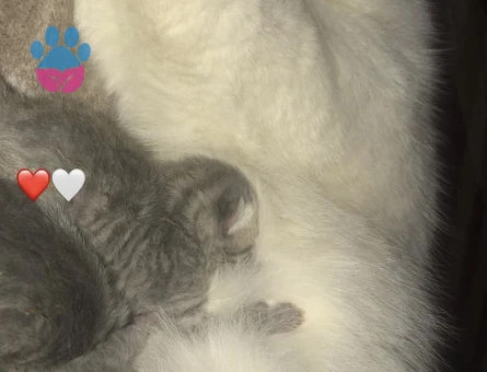 British Shorthair 2 Yaşında Acil Eş Arıyoruz