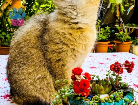 BRITISH SHORTHAIR OĞLUMUZA EŞ ARIYORUZ.