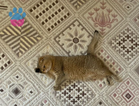 BRITISH SHORTHAIR OĞLUMUZA EŞ ARIYORUZ.