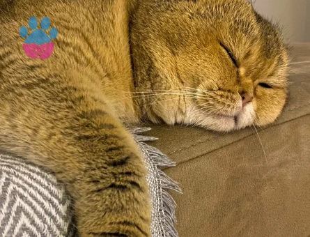 BRITISH SHORTHAIR OĞLUMUZA EŞ ARIYORUZ.