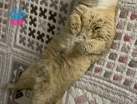 BRITISH SHORTHAIR OĞLUMUZA EŞ ARIYORUZ.
