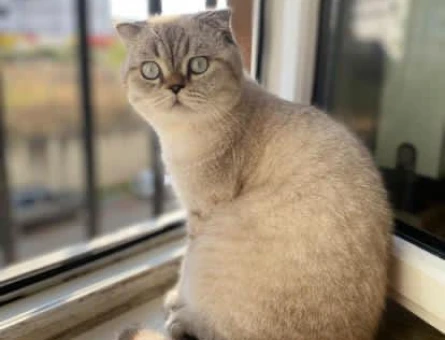 Scottish Fold 2 Yaşında Kedim Eş Arıyor - 118974561