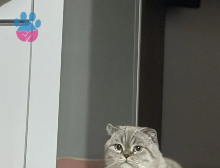 Scottish Fold 2 Yaşında Kedim Eş Arıyor