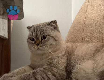 Scottish Fold 2 Yaşında Kedim Eş Arıyor