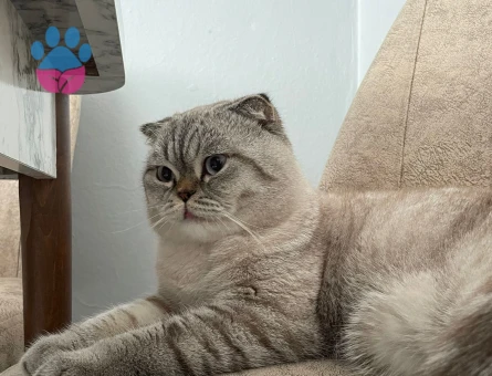 Scottish Fold 2 Yaşında Kedim Eş Arıyor
