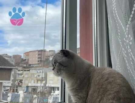 Scottish Fold 2 Yaşında Kedim Eş Arıyor