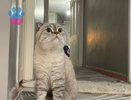Scottish Fold 2 Yaşında Kedim Eş Arıyor